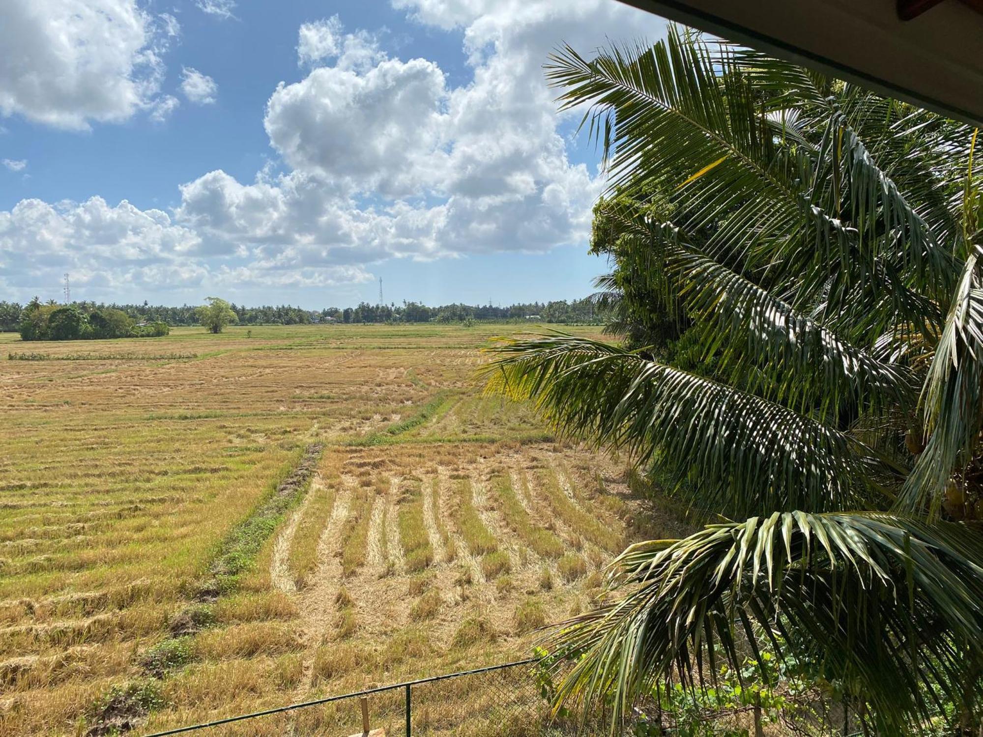 Lavender Home Yala Safari ティッサマハーラーマ エクステリア 写真