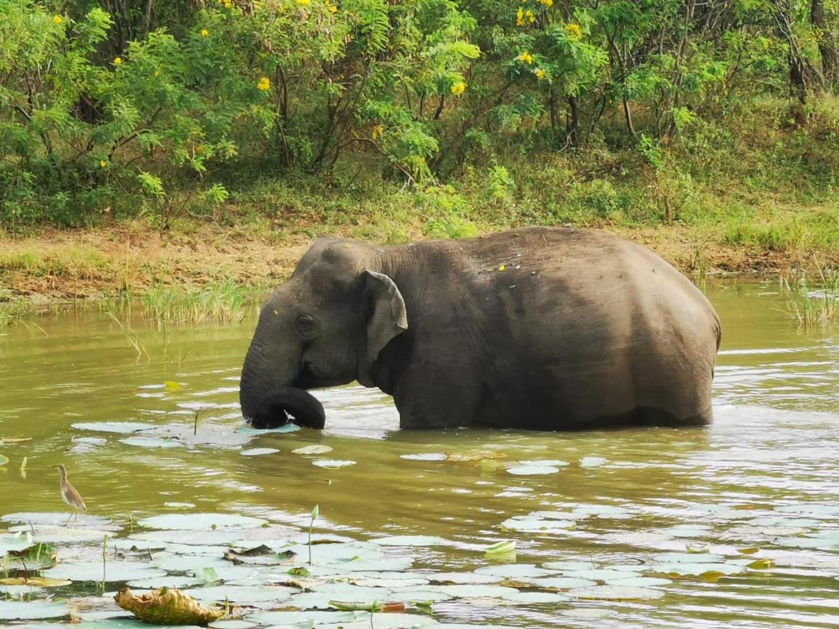 Lavender Home Yala Safari ティッサマハーラーマ エクステリア 写真