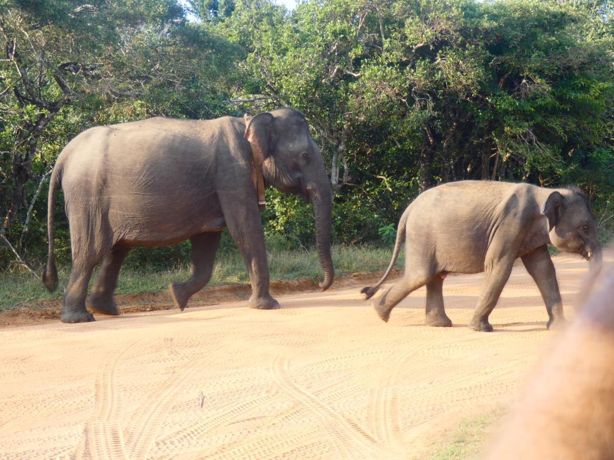 Lavender Home Yala Safari ティッサマハーラーマ エクステリア 写真