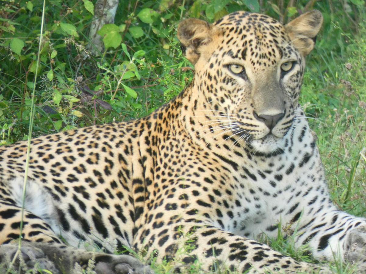 Lavender Home Yala Safari ティッサマハーラーマ エクステリア 写真