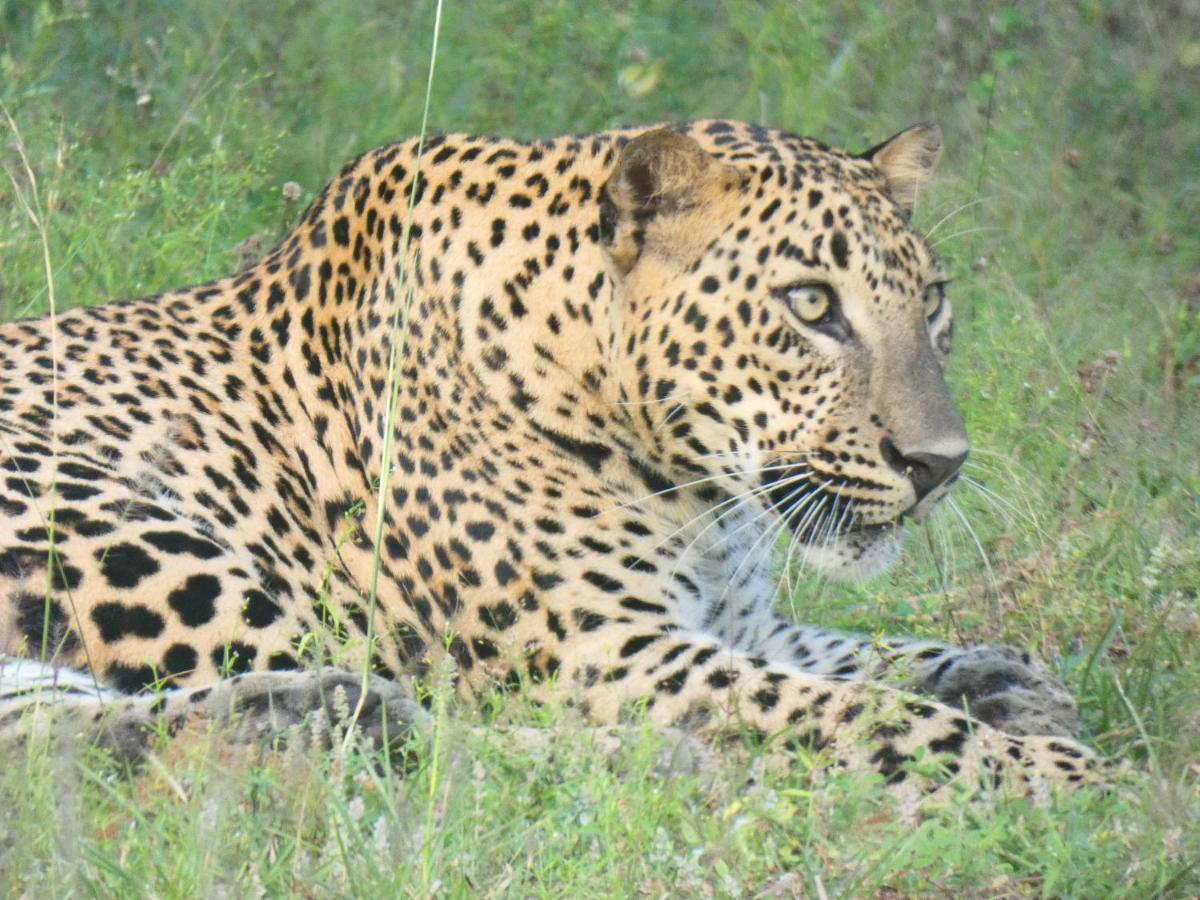 Lavender Home Yala Safari ティッサマハーラーマ エクステリア 写真