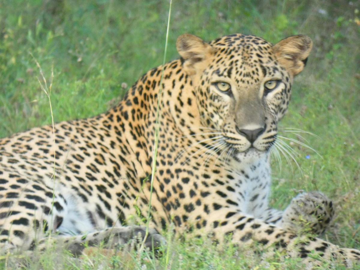 Lavender Home Yala Safari ティッサマハーラーマ エクステリア 写真