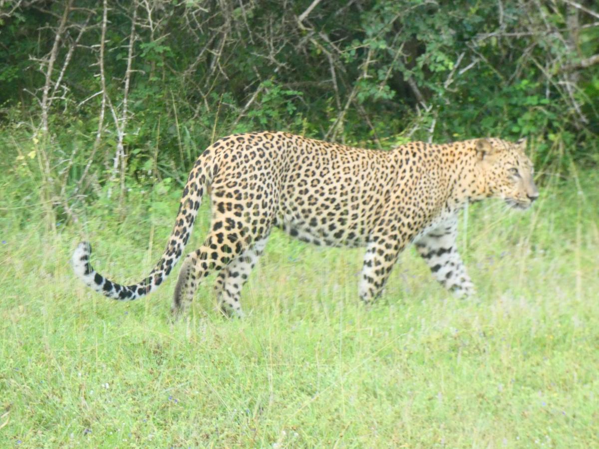 Lavender Home Yala Safari ティッサマハーラーマ エクステリア 写真
