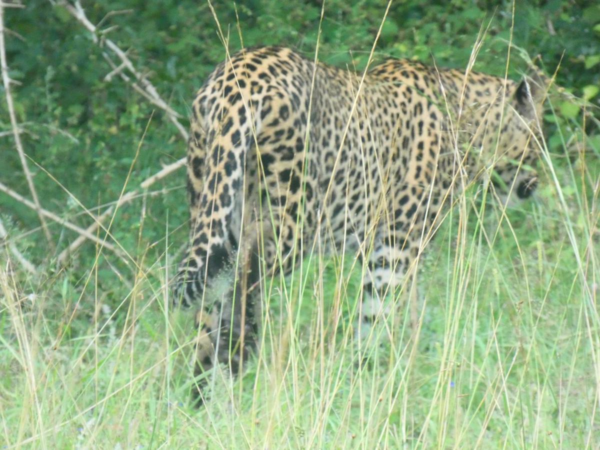 Lavender Home Yala Safari ティッサマハーラーマ エクステリア 写真