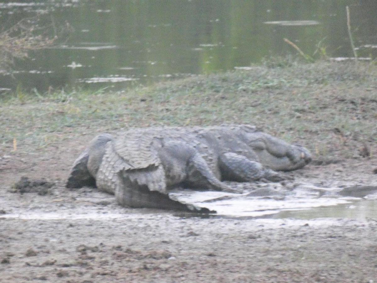Lavender Home Yala Safari ティッサマハーラーマ エクステリア 写真