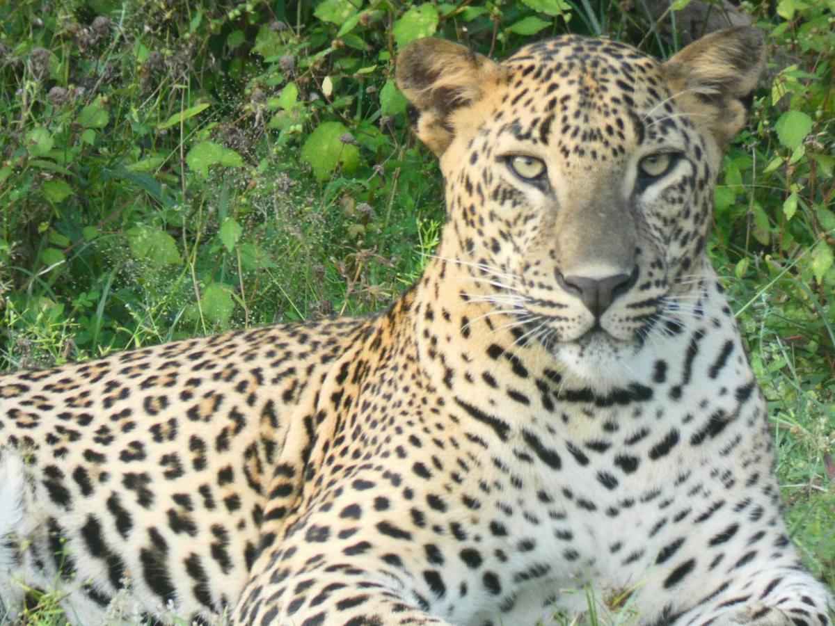 Lavender Home Yala Safari ティッサマハーラーマ エクステリア 写真
