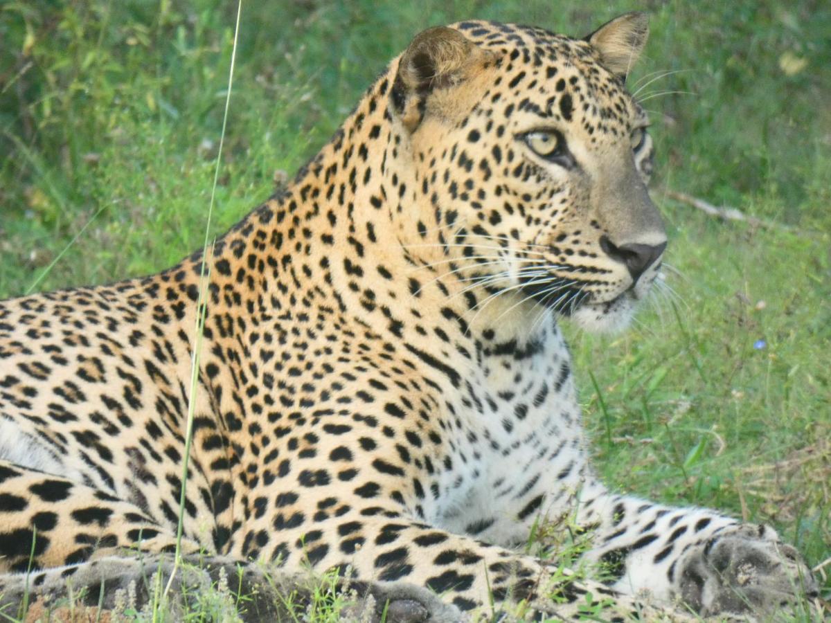 Lavender Home Yala Safari ティッサマハーラーマ エクステリア 写真