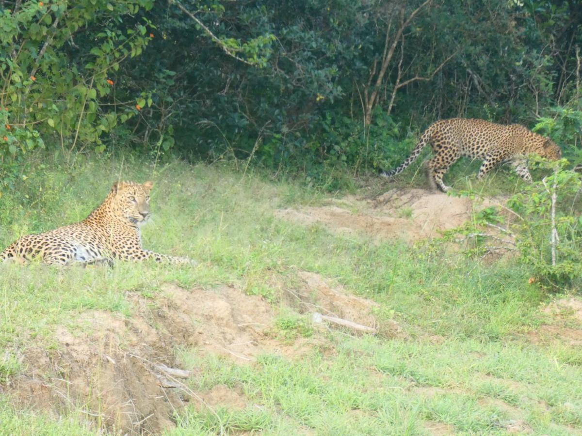 Lavender Home Yala Safari ティッサマハーラーマ エクステリア 写真