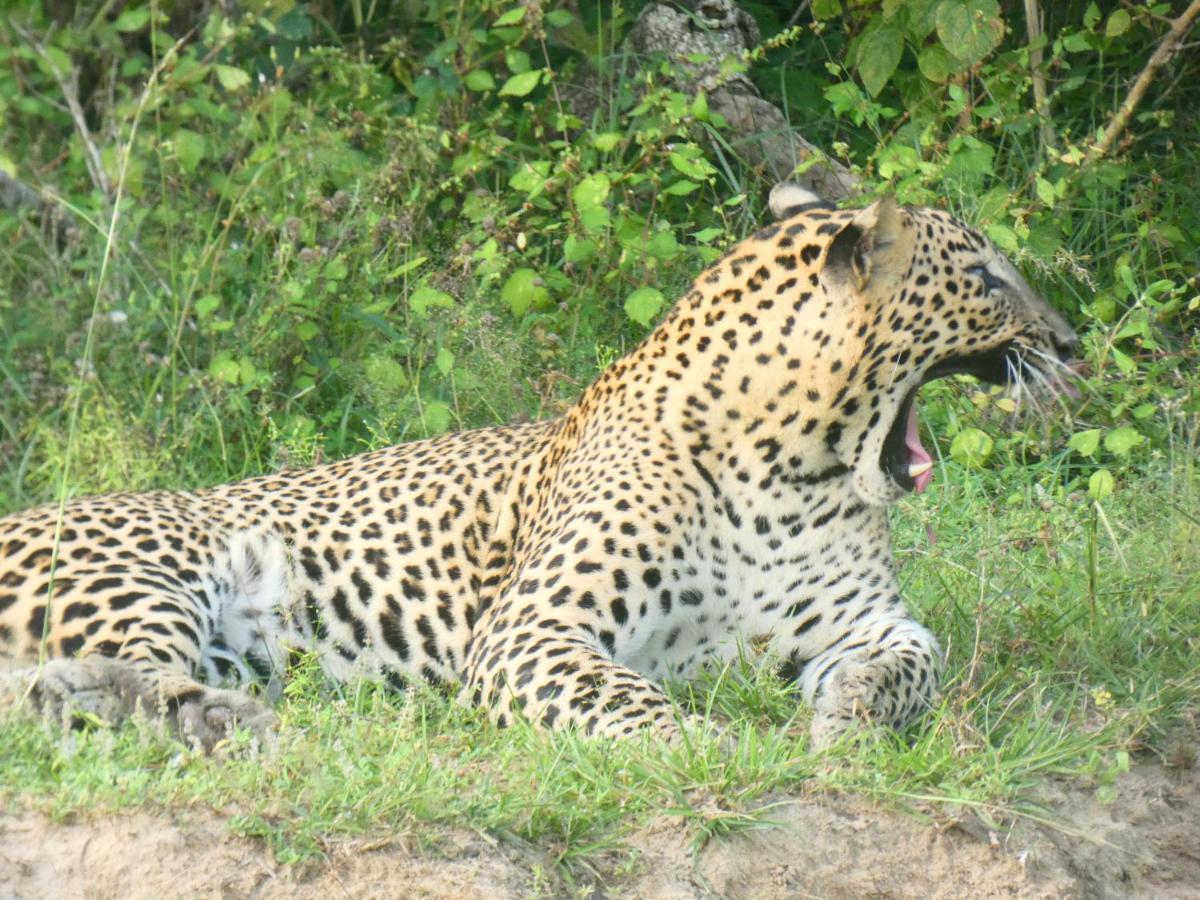 Lavender Home Yala Safari ティッサマハーラーマ エクステリア 写真