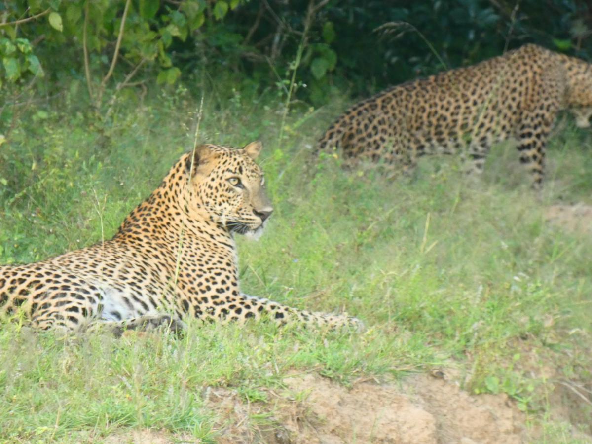 Lavender Home Yala Safari ティッサマハーラーマ エクステリア 写真