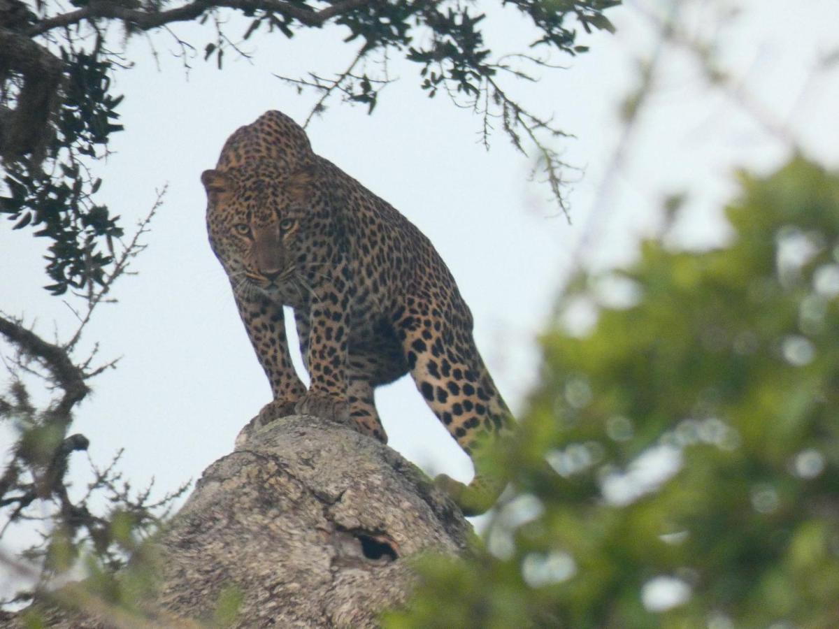 Lavender Home Yala Safari ティッサマハーラーマ エクステリア 写真